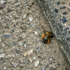 Solitaire bijen in de Batingestraat