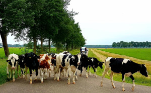 Pinken kiezen het hazenpad in de Broeklanden