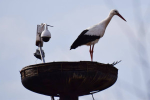 Ooievaars in Sleen te volgen via livestream