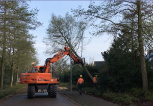 Bomenkap Struikheide en Oldengaerde