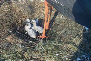 Ooievaarsdrama aan 't Eng