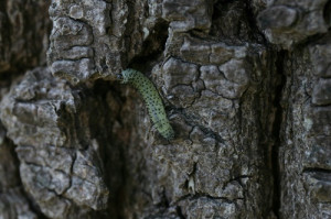 Rupsen eten bomen in Sleen kaal