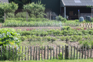 Ondanks droogte volop aanbod in dorpstuin