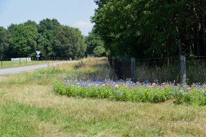 Summertime aan de rand van Sleen