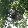 Onderhoud aan laanbomen en bossingels