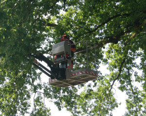 Sleen: onderhoud aan bossingels en laanbomen