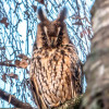 Hoog bezoek van ransuilen in Sleen