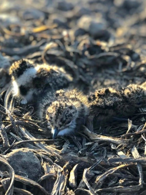 Weidevogelnestbescherming rondom Sleen