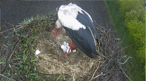Eerste ooievaarsbaby's geboren