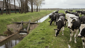 Informatiebijeenkomst Nieuwe Drostendiep