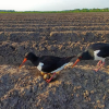 Goed seizoen voor weidevogelnestbescherming