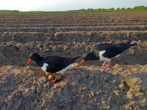 Goed seizoen voor weidevogelnestbescherming