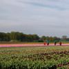Tulpenvelden bij Noord-Sleen in bloei