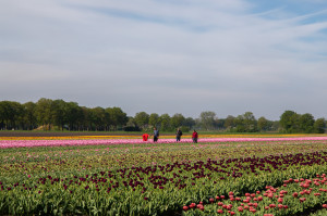 Tulpenvelden bij Noord-Sleen in bloei