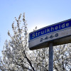 Straat in beeld: Struikheide