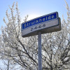 Straat in beeld: Struikheide