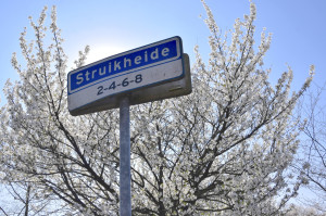 Straat in beeld: Struikheide