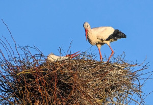 Nieuw ooievaarsnest in Sleen