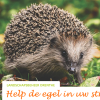 Samen werken aan egelvriendelijke straten