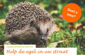Samen werken aan egelvriendelijke straten