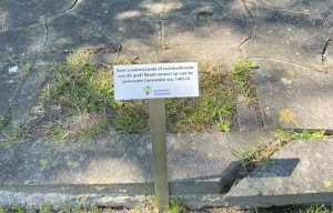 Rechthebbenden graven begraafplaats gezocht