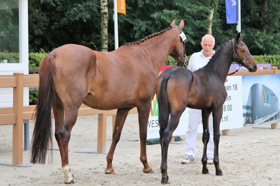 zeewuster 2 2017.JPG