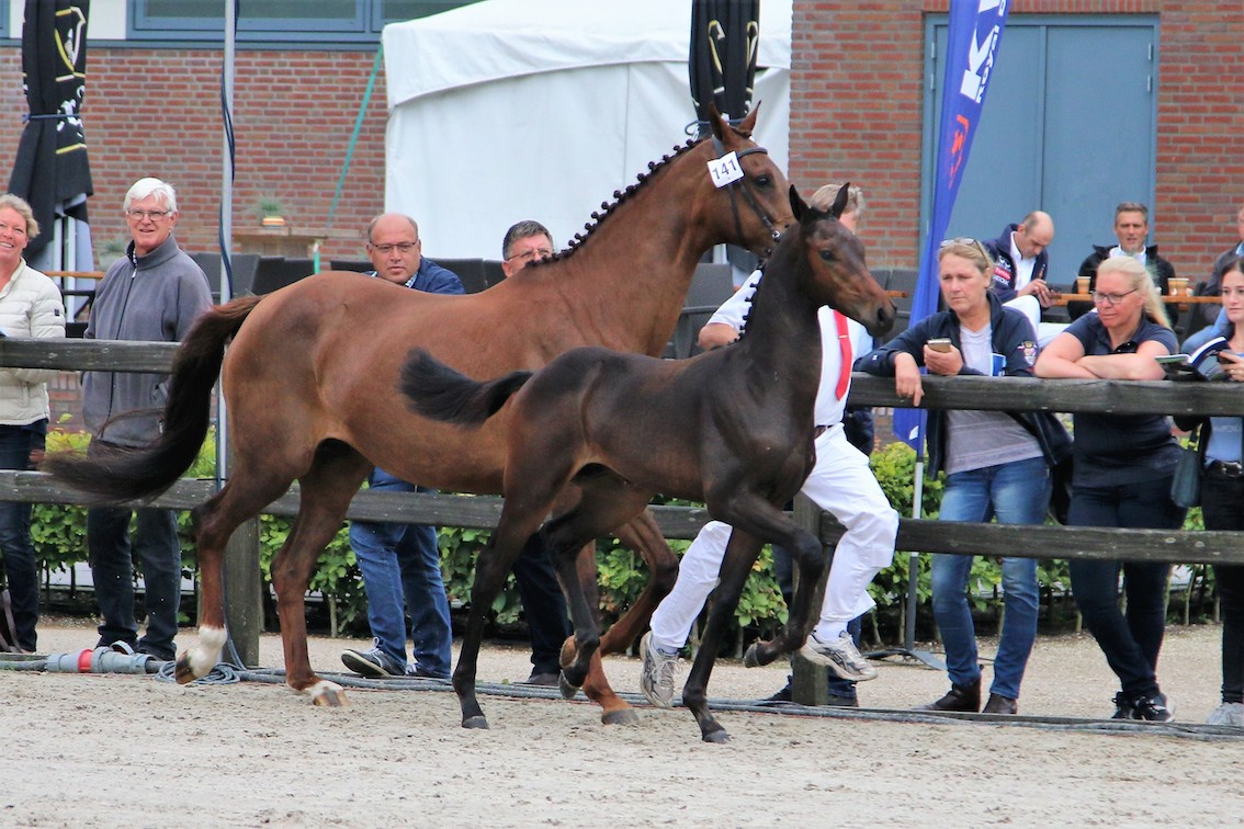 zeewuster 2017 3.JPG