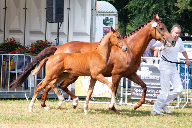 Zuidenveld Dalen veulen 1
