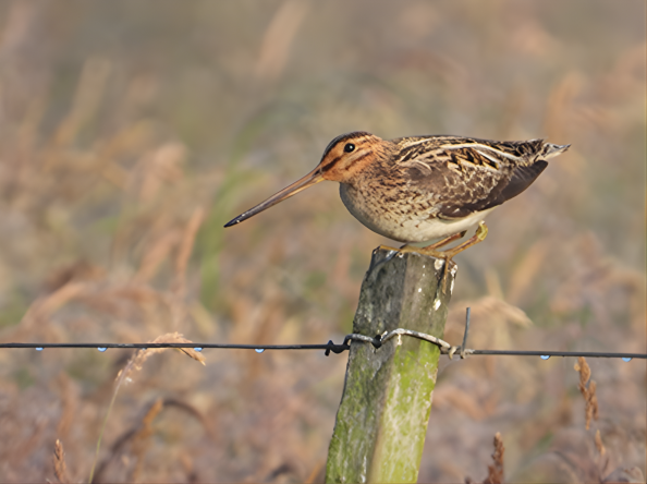 Watersnip broeklanden.png Watersnip broeklanden.png