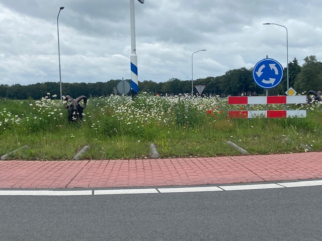 bloem rotonde 2