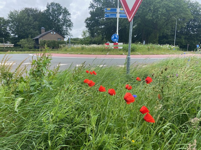 bloem rotonde 3